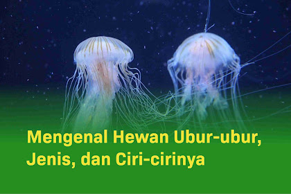 Mengenal Hewan Ubur-ubur, Jenis, dan Ciri-cirinya